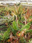 Teneryfa 2019 009